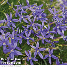 Laurentia Indigo Stars 6 Plug Plants