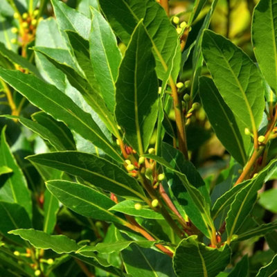 Laurus Nobilis 3 Litre Potted Plant x 2