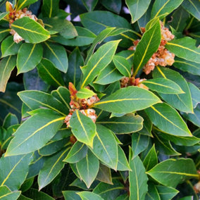 Laurus Nobilis - Aromatic Bay Laurel, Hardy Shrub (1 Plant, 30-40cm Height Including Pot)