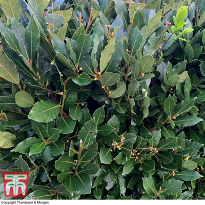 Laurus Nobilis (Bay) 9cm Potted Plant x 1