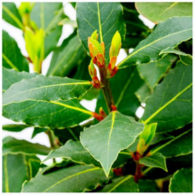 Laurus nobilis / Bay Tree in 2L Pot, Cooking Bay Leaf Tree Bayleaf Plant 3FATPIGS