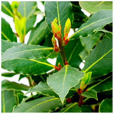 Laurus nobilis / Bay tree in 9cm Pot, Bushy Evergreen Shrub 3FATPIGS ...