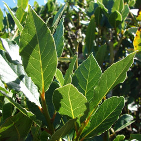 Laurus nobilis, Bay Tree, Large Plant in a 12cm Pot, Cooking Bay Leaf Tree Herb