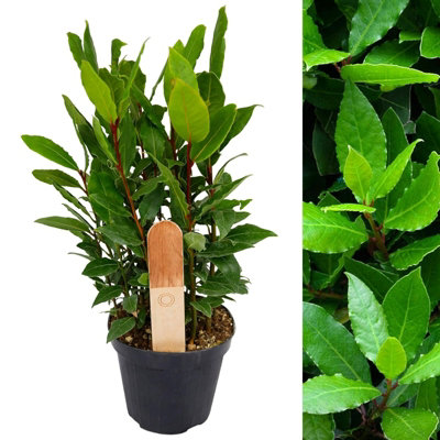 Laurus nobilis, Bay Tree, Large Plant in a 12cm Pot, Cooking Bay Leaf Tree Herb