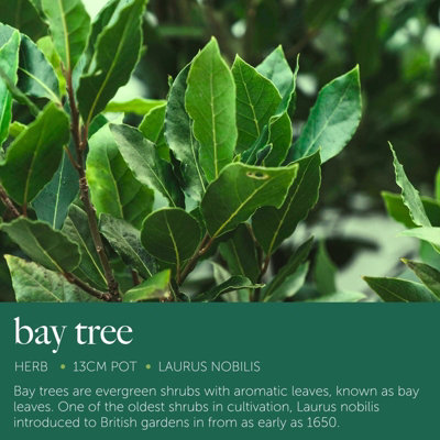 Laurus nobilis, Bay Tree, Large Plant in a 13cm Pot, Cooking Bay Leaf ...