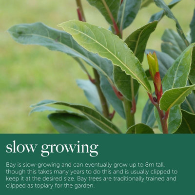 Laurus nobilis, Bay Tree, Large Plant in a 13cm Pot, Cooking Bay Leaf ...