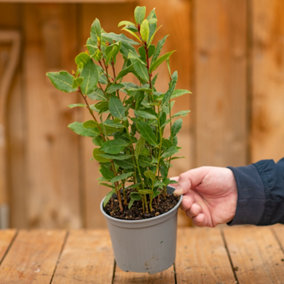 Laurus Nobilis Herb Plant - Bay Laurel, Evergreen Aromatic Herb (30-40cm Height Including Pot)