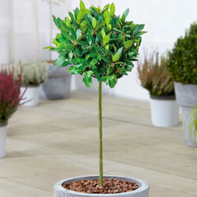 Laurus Nobilis Patio Tree - Stunning Variety, Ideal for UK Gardens, Compact Size (2-3ft)