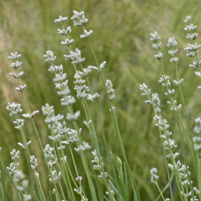 Lavandula Arctic Snow Garden Plant - Fragrant Foliage, White Blooms, Compact Size (20-30cm Height Including Pot)