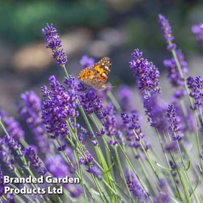 Lavandula (Lavender) angustifolia Vera 1 Litre Potted Plant x 1