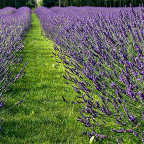 Lavandula Lavender Intermedia Phenomenal 1 Litre Potted Plant x 1