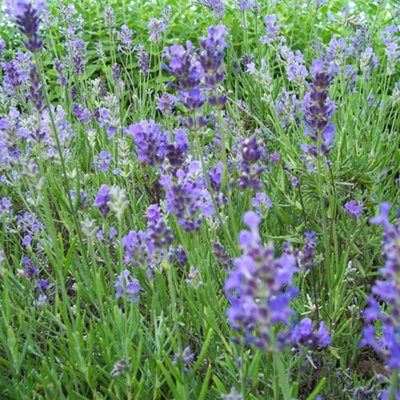 Lavandula Munstead Garden Plant - Fragrant Foliage, Lavender Blooms, Compact Size (25-35cm Height Including Pot)