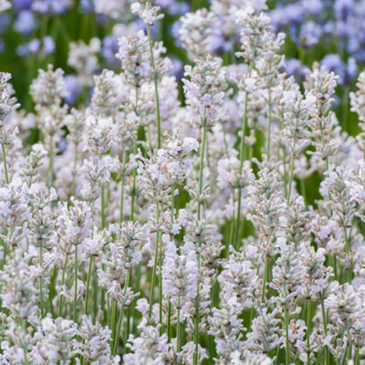 Lavandula Rosea Garden Plant - Pink Blooms, Compact Size (25-35cm Height Including Pot)