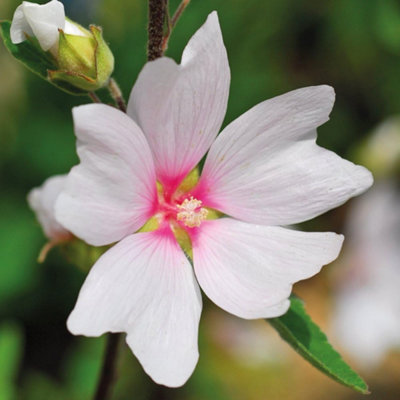 Lavatera Barnsley Baby 9cm Potted Plant x 1