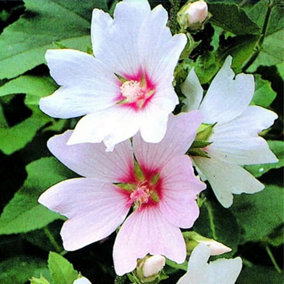 Lavatera Barnsley Baby Garden Plant - Compact Size, Abundant Pinkish-White Blooms (15-30cm Height Including Pot)