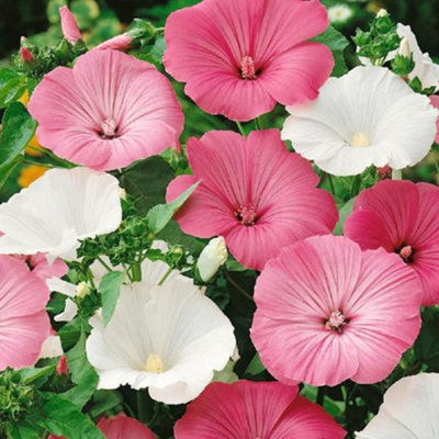 LAVATERA  Flower Sowing Garden   TRIMESTRIS Mix trimestris Dwarf Pink White 350 Seeds