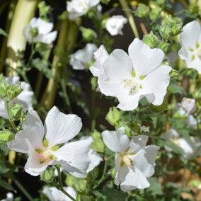 Lavatera Marshmallow Ice White Established Plant in 9cm Pot