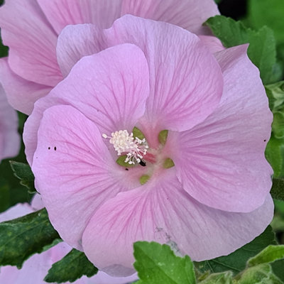 Lavatera Marshmallow Strawberry Cream Established Plant in 9cm Pot - 3