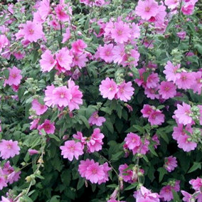 Lavatera Rosea Garden Plant - Rose-Pink Flowers, Compact Size, Hardy (25-35cm Height Including Pot)