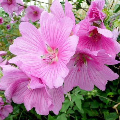 Lavatera Rosea Tree Mallow Deciduous Shrub Hardy Outdoor Garden Plant ...