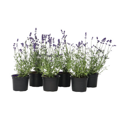 Lavender - 6 pcs. - Lavandula angustifolia - Height 10-15cm - Pot 10,5cm