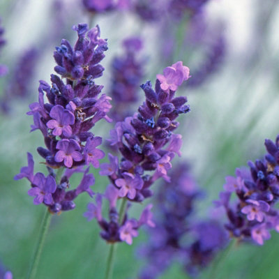 Lavender angustifolia 6 Pack - Scented Plants for Patio Pots or Garden Borders