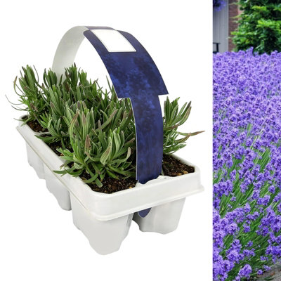 Lavender angustifolia 6 Pack - Scented Plants for Patio Pots or Garden Borders