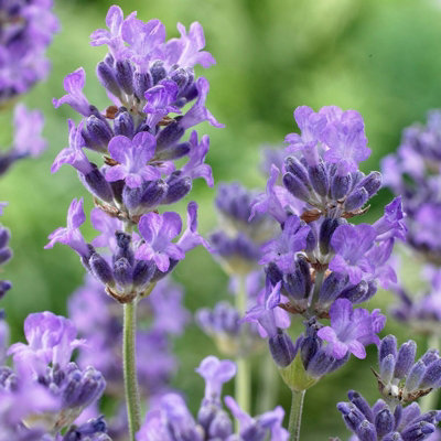 Lavender angustifolia 6 Pack - Scented Plants for Patio Pots or Garden Borders - 3