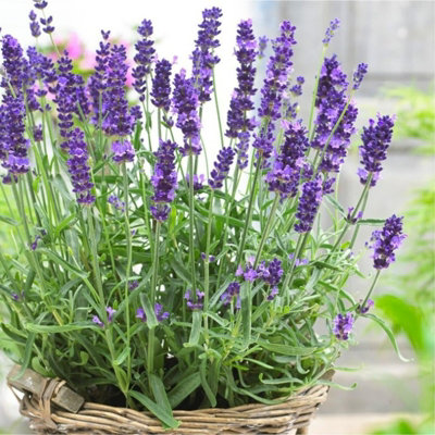Lavender angustifolia 6 Pack - Scented Plants for Patio Pots or Garden Borders
