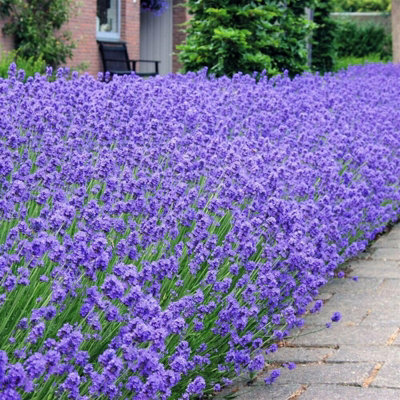 Lavender angustifolia 6 Pack - Scented Plants for Patio Pots or Garden Borders - 4