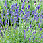 Lavender Angustifolia, Carry Six Pack (15-25cm Height Including Pot) Garden Plants - Compact Perennials, Fragrant Purple Blooms
