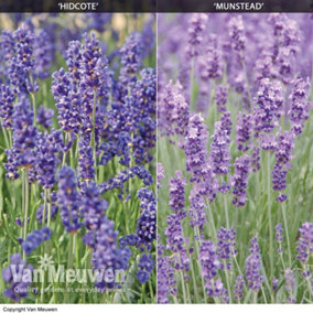 Lavender angustifolia Duo 24 Plug Plants (Hidcote & Munstead) -Fragrant Perennial, Drought Tolerant, Loved by Pollinators