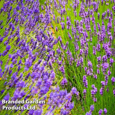 Lavender angustifolia Duo 24 Plug Plants (Hidcote & Munstead) -Fragrant Perennial, Drought Tolerant, Loved by Pollinators