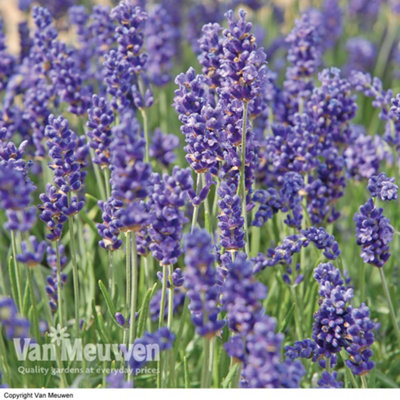 Lavender angustifolia Duo 24 Plug Plants (Hidcote & Munstead) -Fragrant Perennial, Drought Tolerant, Loved by Pollinators