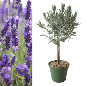 Lavender angustifolia Lollipop Tree in 14cm Pot - Lavandula Herb Plant on Stem - Aromatic Plant for Cooking