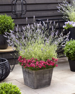 ellagance purple lavender plants Lavender 'Ellagance'
