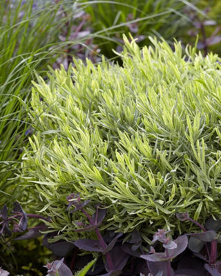 Lavender Angustifolia Platinum Blonde 3 Litre Potted Plant x 1