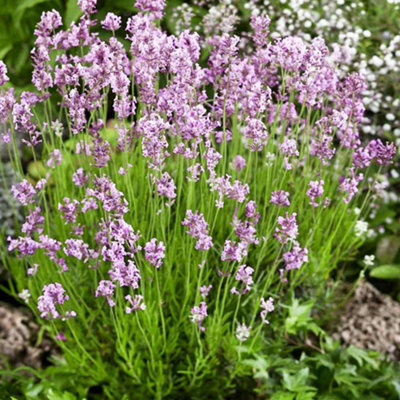 Lavender angustifolia 'Rosea' in a 9cm Pot Ready to Plant - Summer Colour Plant