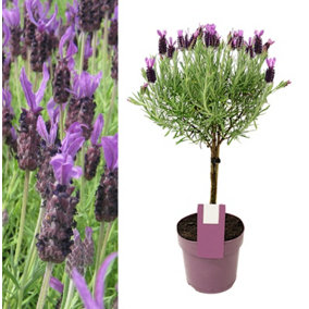Lavender Anouk Lollipop Tree in 15cm Pot - Lavandula Stoechas Anouk on Stem - Aromatic Plant for Patio Pots