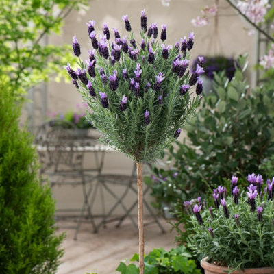 Lavender Anouk Lollipop Tree in 15cm Pot - Lavandula Stoechas Anouk on Stem - Aromatic Plant for Patio Pots
