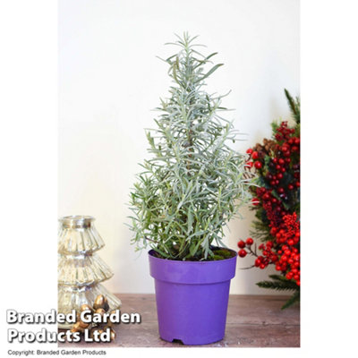 Lavender Christmas Tree (Pyramid) 15cm Pot x 1 (Height 30-40cm)