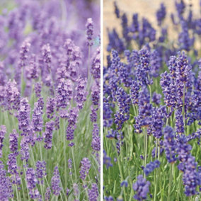 Lavender Duo Hidcote & Munstead 288 Plug Plants -Fragrant Perennial, Drought Tolerant, Loved by Pollinators