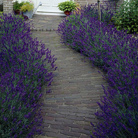 Lavender 'English Hidcote' in a 1.5L Pot Costal Plants for Gardens Perennial Plants Potted Hardy Lavender Plants in Pots