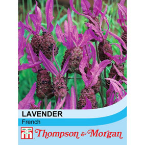 Lavender (French) Stoechas 1 Packet (50 Seeds)