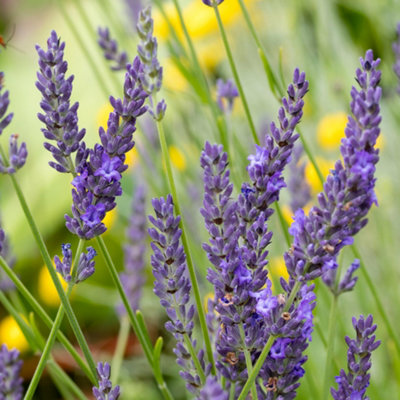 Lavender Grosso Herb Plant - Rich Aromatic Fragrance, Stunning Purple  Flowers (5-15cm Height Including Pot)