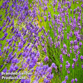 Lavender Hidcote & Munstead 72 Plug Plants -Fragrant Perennial, Drought Tolerant, Loved by Pollinators