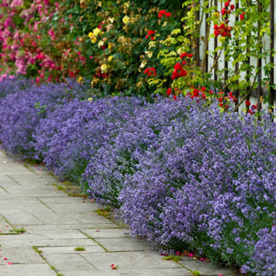 Lavender Hidcote plugs (Pack of 12)