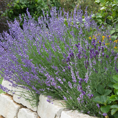 Lavender Hidcote plugs (Pack of 12)