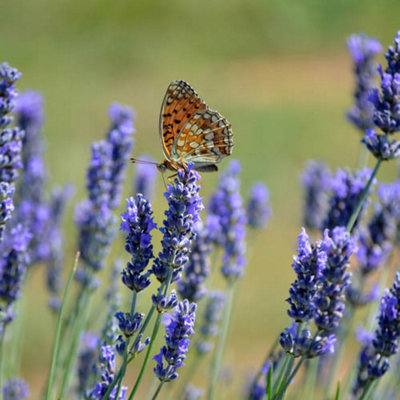 Lavender Hidcote plugs (Pack of 12) - 4