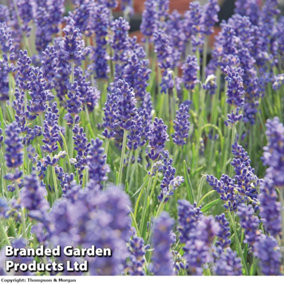 Lavender Lavandula angustifolia Hidcote 3 Jumbo Plug Plants 35mm